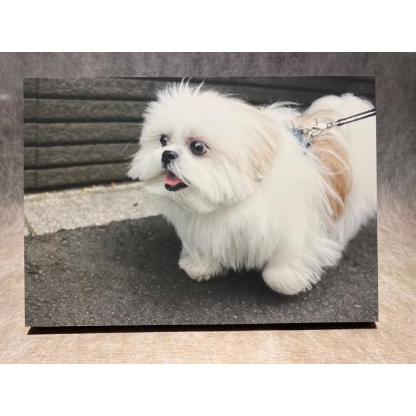 モコゾウ パネル６『張り切るモコゾウ』