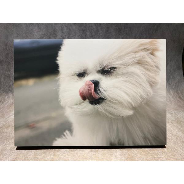 モコゾウ パネル７『風に負けるなモコゾウ』