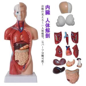 人体模型 内臓 臓器 全身 等身大全身内臓トルソー