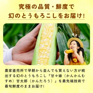 静岡県産とうもろこし 甘々娘 甘太郎 L〜3L...の詳細画像1