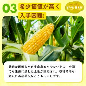 静岡県産とうもろこし 甘々娘 甘太郎 L〜3L...の詳細画像4