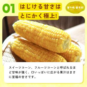 静岡県産とうもろこし 甘々娘 甘太郎 L〜3L...の詳細画像2