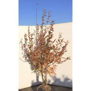 ヤマコウバシ 約1.9m 現品発送 特大株 大苗植木苗木 山香ばし