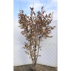 ヤマコウバシ 約2.2m 超特大株 大苗植木苗木 規格販売 お買い得な