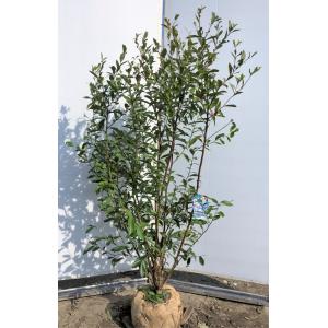 0312ostyin1513k7 大福樹苗園 大実品種 ブルーベリー 株立ち 苗木 植木 送料無料 特大植木苗木 シンボルツリー オースチン 果樹 ラビットアイ系 約1 5ｍ