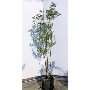 高級感 常緑エゴノキ 株立ち 約1 8m 現品発送 特大株 植木 苗木 トキワエゴ エゴの木 常緑樹 送料無料 正規激安 Odedtapirohandyman Com