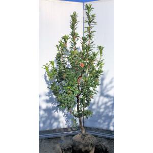 紅花イチゴの木　約1.7ｍ　現品発送　特大株　ピンク花　植木苗木　ストロベリーツリー　イチゴノキ　苺の木　常緑樹　送料無料
