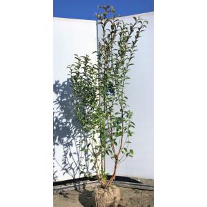 公式 ブルーベリー ブルーシャワー 株立ち 1 8ｍ 現品発送 特大植木苗木 ラビットアイ系 シンボルツリー blueshawer1816k5 大福樹苗園 通販 Yahoo ショッピング Www Lfm It