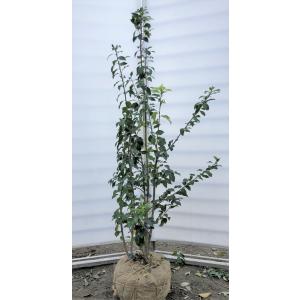 在庫限り ソヨゴの木 株立ち 約1 5m 現品発送 美樹形株 特大株 植木苗木 赤い実が成る木 常緑樹 soyogo1513k5 大福樹苗園 通販 Yahoo ショッピング Lubarol Com