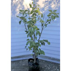 最安値 レモンの木 ビアフランカ 約1 4ｍ 現品発送 特大株 植木苗木 トゲなし檸檬の木 常緑樹 観葉植物 鉢植えに 送料無料 21bf1412 大福樹苗園 通販 Yahoo ショッピング 好評 Store Loscurricanes Mx