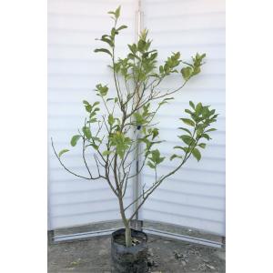 好評 レモンの木 ビアフランカ 約1 6ｍ 現品発送 特大株 植木苗木 トゲなし檸檬の木 常緑樹 観葉植物 鉢植えに Premiercustomdecks Com