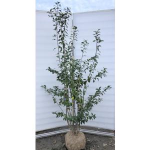 配送員設置送料無料 ソヨゴの木 ８本株立ち 約２m 現品発送 美樹形株 特大株 植木苗木 赤い実が成る木 常緑樹 soyogo18k8 大福樹苗園 通販 Yahoo ショッピング Activam Es