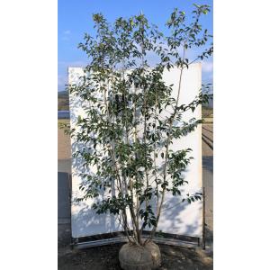 数量限定 ソヨゴの木 ６本株立ち 約2 5m 一点物 株 現品発送 特大植木苗木 赤い実が成る木 常緑樹 soyogo2522k6 大福樹苗園 通販 Yahoo ショッピング Activam Es