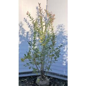 激安特価 ブルーベリー ブライトウェル 株立ち 約1 7ｍ 特大植木苗木 一点物特大株 ラビットアイ系 シンボルツリー britwel1715 大福樹苗園 通販 Yahoo ショッピング Activam Es