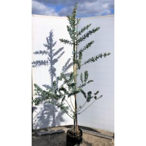 最適な材料 ミモザアカシア 約２ｍ 現品発送 特大株 植木苗木 ギンヨウアカシア 銀葉アカシア 常緑樹 mimoza18 大福樹苗園 通販 Yahoo ショッピング Ccrc Edu Np