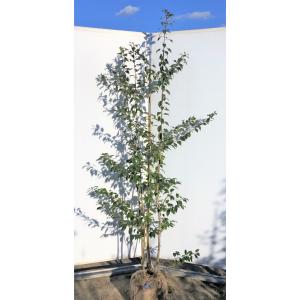 日本全国送料無料 ソヨゴの木 ５本株立ち 約２m 現品発送 美樹形株 特大株 植木苗木 赤い実が成る木 常緑樹 Fiallosinmobiliaria Com