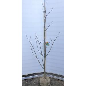 ポポーの木の商品一覧 通販 Yahoo ショッピング