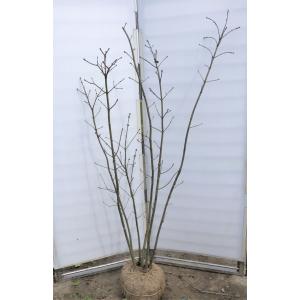 アオダモ シンボルツリー 落葉樹の植木 庭木 の商品一覧 苗木 植木 花 ガーデニング 通販 Yahoo ショッピング