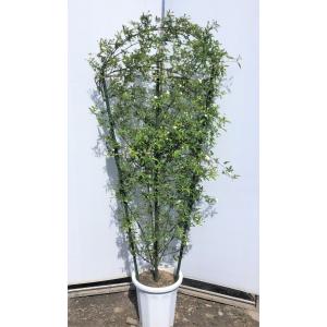 モッコウバラ 鉢植え 苗 の商品一覧 花 ガーデニング 通販 Yahoo ショッピング