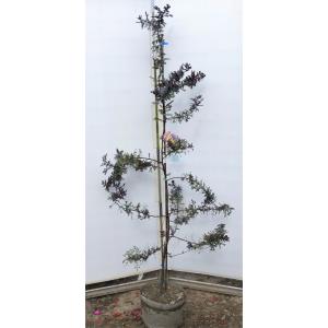 ミモザ苗の商品一覧 通販 Yahoo ショッピング