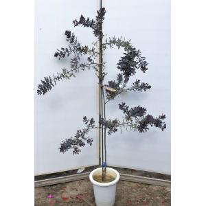 ミモザ苗 苗木 植木 の商品一覧 花 ガーデニング 通販 Yahoo ショッピング