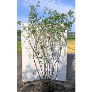 ジューンベリー 果樹の苗 苗木 の商品一覧 苗木 植木 花 ガーデニング 通販 Yahoo ショッピング