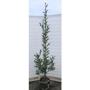 ヤマコウバシ 約2.2m 超特大株 大苗植木苗木 規格販売 お買い得な