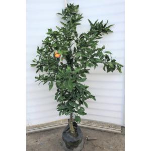 みかんの木　青島みかん　約1.7ｍ　現品発送　特大株　植木苗木　青島温州蜜柑の木　果樹　大実で平たい実　温州ミカンの苗木　送料無料