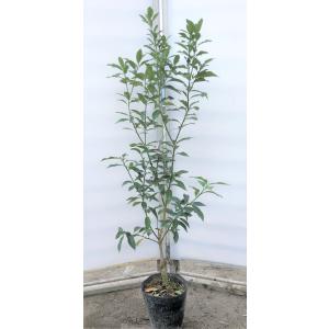 宮崎 きんかん たまたま 苗木 植木 の商品一覧 花 ガーデニング 通販 Yahoo ショッピング
