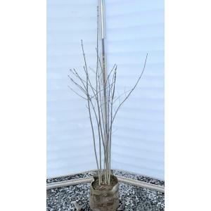 大福樹苗園 アオダモ シンボルツリー等 Yahoo ショッピング