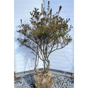 シマトネリコ 10本株立ち 約2.1m 現品発送 豪華株 特大株 植木苗木大苗