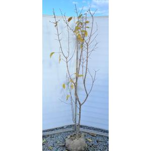 満月ロウバイ 株立ち 約1.7m 現品発送 超特大株 植木苗木大苗 満月