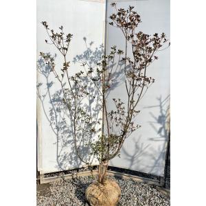 本霧島ツツジ 約1.5m 株立ち 規格販売 特大株 植木 苗木 大苗