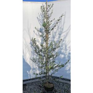 オリーブの木 価格 苗木 植木 の商品一覧 花 ガーデニング 通販 Yahoo ショッピング