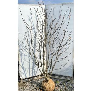 ムクゲ ピンク八重花 7本株立ち 約1.3m 現品発送 豪華株 特大植木