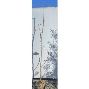 カツラ 株立ち 樹高2.5m前後(根鉢含まず) 単品［トラック配達商品