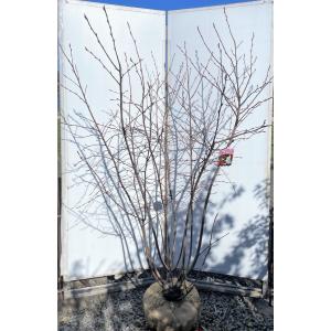 360個で送料込 ジューンベリー バレリーナ 約1 5ｍ 特大植木苗木大苗 規格販売 お買い得なおまかせ株 大実品種 ブルーベリーの様な果実 送料無料 税込送料無料 Www Jerad Org