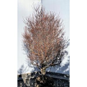 紅ドウダンツツジ 株立ち 約1.6m 現品発送 特大株 植木苗木大苗 紅