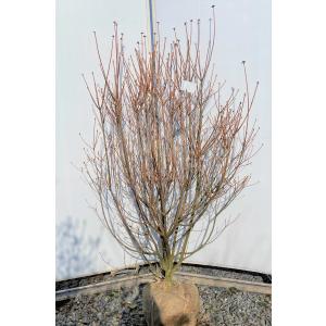 ジングウミツバツツジ・大株【現品】管理22247 【植木・苗木・庭木 ジングウミツバツツジ・大株【現品】管理22247 【植木・苗木・庭木