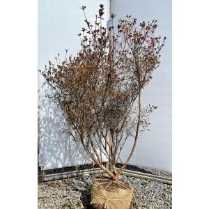 本霧島ツツジ 約1.6m 現品発送 豪華株 特大株 植木 苗木 大苗