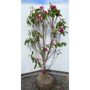 シャクナゲ　約1.5メートル 西洋シャクナゲ スーパーロディ 株立ち 約1.5m 現品発送 超特大株