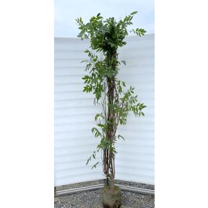 フジ苗B 藤 フジの花の木 約2.5m 規格販売 超特大株 植木 苗木 大苗 フジ 藤の