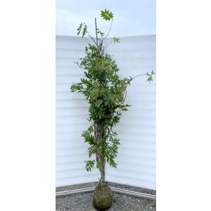 藤 フジの花の木 約2.5m 規格販売 超特大株 植木 苗木 大苗 フジ 藤の