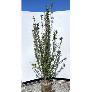 ムクゲ ピンク八重花 7本株立ち 約1.3m 現品発送 豪華株 特大植木 