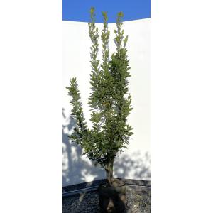 大福樹苗園 月桂樹 ローリエ シンボルツリー等 Yahoo ショッピング