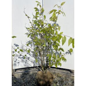 蝋梅　ロウバイ　株立ち　約1.6m　現品発送　特大株　植木　苗木　大苗　冬に咲く花　送料無料