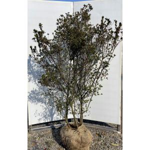 野間ツツジ 約2m 現品発送 特大株 植木苗木大苗 桜ツツジ アラゲ