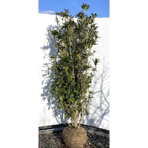 キンモクセイ 約2m 2本セット 特大株 植木苗木大苗 金木犀