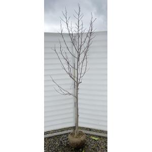 白モクレン 約1.7m 規格販売品 特大株 植木 苗木 大苗 白木蓮