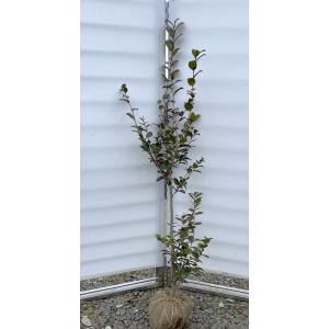 フィカス・ストリクタ 6号鉢 観葉植物 鉢植え インテリア グリーン